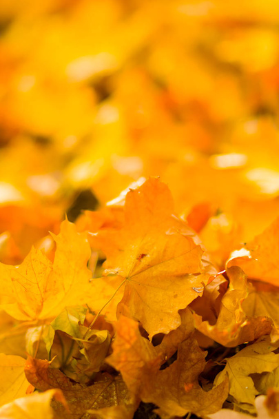 Yellow leaves on the ground. Autumn pattern with fallen leaves. Golden leaves in autumn park. Autumn loneliness. Blurred background - Foto, immagini