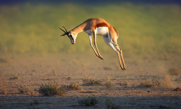 Correr Springbok saltar alto
 - Foto, Imagen