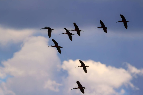 Létající ptáci. Barevný přírodní pozadí. Ptáci: lesklá Ibis. Plegadis falcinellus. - Fotografie, Obrázek