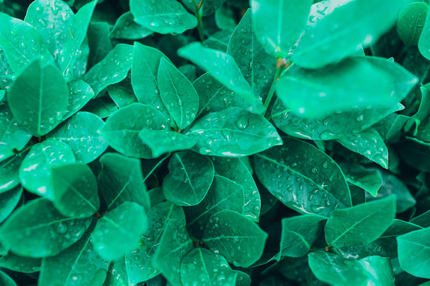 Natural background with wet green leaves. - Foto, afbeelding
