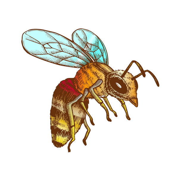 Color Flying Honey Bee Insect Gathering Nectar Vector - Vector, afbeelding