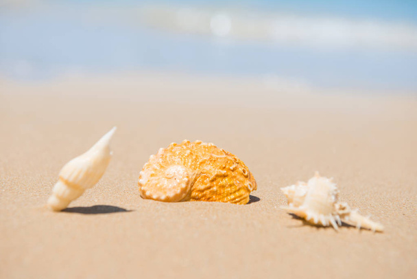 Conchas de mar en la playa de arena
 - Foto, imagen