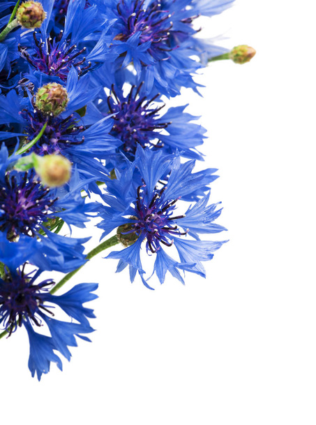 Букет голубых васильковых цветов изолирован на белом фоне. Селективный фокус
 - Фото, изображение
