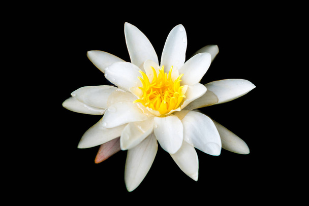 Květina z bílého vody v tmavém rybníku - Fotografie, Obrázek
