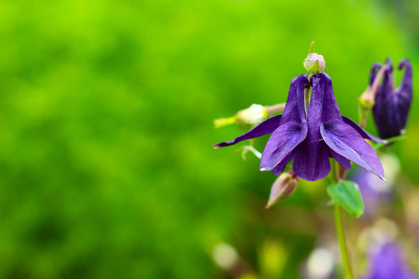 Aquilegia púrpura en jardín de primavera
 - Foto, Imagen