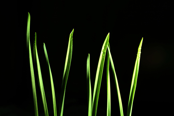 green shoots, sprouts, grass, on a black background - Фото, зображення