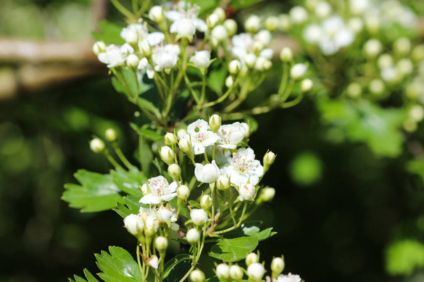 Белый цветок мидленда боярышника, английский боярышник (Crataegus laevigata), цветущий весной
 - Фото, изображение