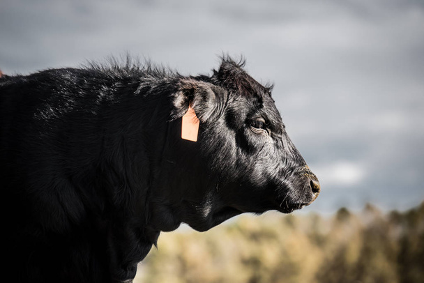 Angus Cattle in field - Zdjęcie, obraz