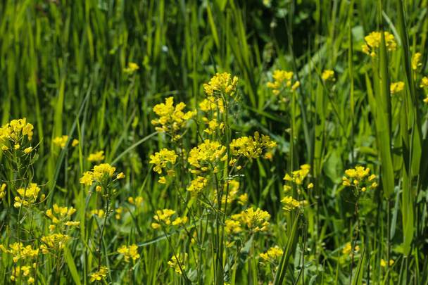 bittercress, ot barbara, sarı rocketcress veya kış roket (Barbarea vulgaris) ilkbaharda çiçek - Fotoğraf, Görsel