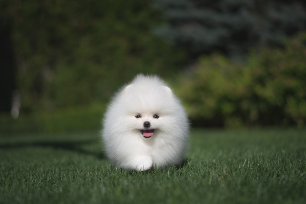 Kis szép vicces fehér kutya német Spitz kiskutya zöld fű fut, és leül - Fotó, kép