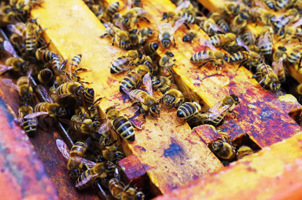 Colmenas de abejas de un apicultor al cuidado de abejas con panales y abejas melíferas
 - Foto, Imagen