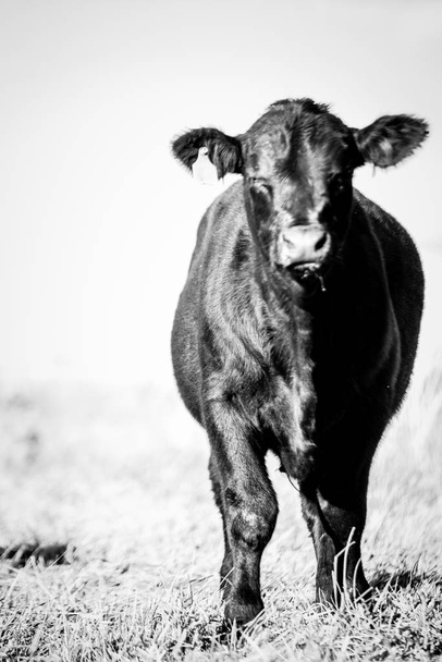 Angus Cattle in field - Fotó, kép