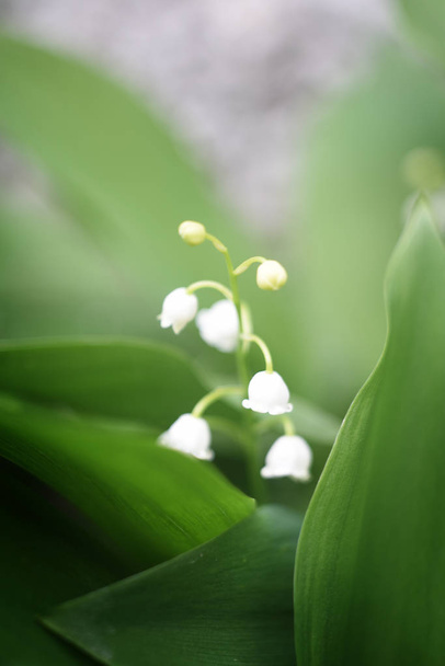 Macro white lilies of the valley with green leaves - Photo, Image