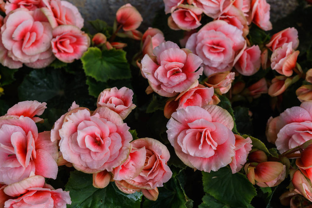 Beautiful flowers of terry orange begonia growing in the city garden. - Photo, Image