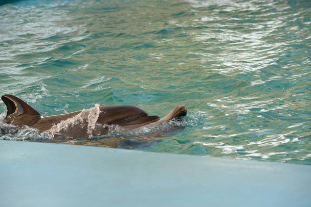 Delfín Mar Negro Mar Negro, o Delphinus delphis ssp. Poncio Barabasch-Nikiforov
 - Foto, imagen