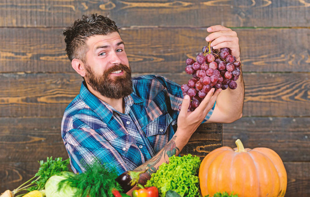 Vegetables organic harvest. Farming concept. Grapes from own garden. Farmer bearded guy with homegrown harvest on table hold grapes. Farmer proud of grapes harvest. Man hold grapes wooden background - 写真・画像