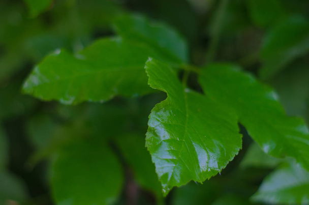 Green leaf with dew - Fotografie, Obrázek