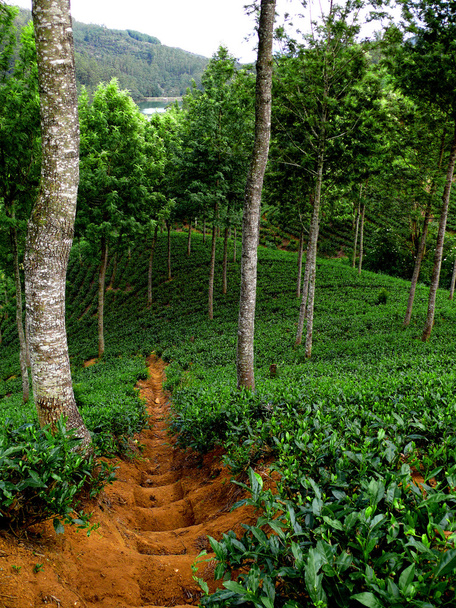 茶畑の小道 - 写真・画像