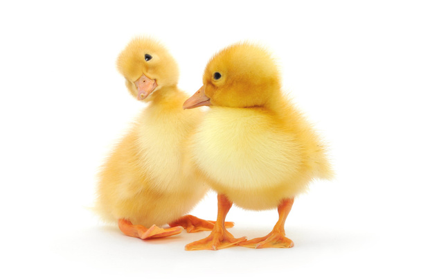 Two ducklings - Foto, afbeelding