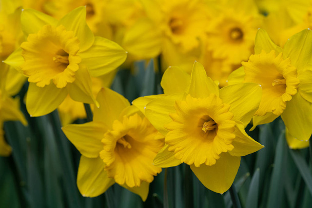 Daffodil, Narcissus pseudonarcissus - Fotografie, Obrázek