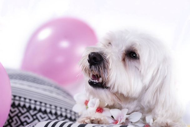 White bichon on isolated white background and several decorations. High resolution studio image. - Φωτογραφία, εικόνα