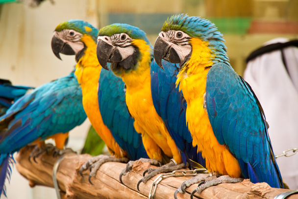 Parrots - Fotoğraf, Görsel