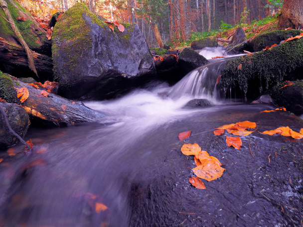 водоспад в карпатському лісі
 - Фото, зображення