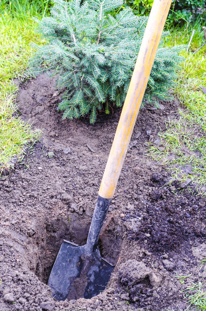 Shovel, digging holes in ground, working in garden - Photo, Image