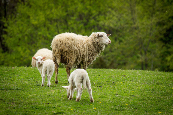 Koyun Çiftliği İlkbahar - Fotoğraf, Görsel