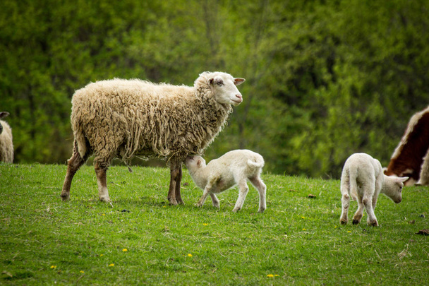 Granja de ovejas Primavera
 - Foto, Imagen