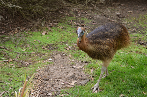 young cassowary - Photo, image