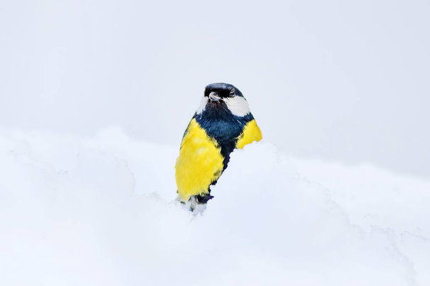かわいい鳥白い冬の背景。鳥:グレートティット、パルスメジャー. - 写真・画像