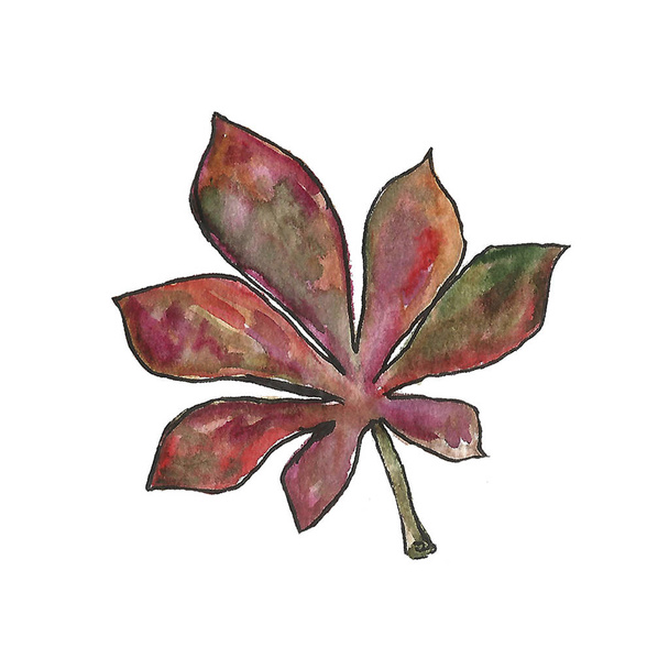 Hand drawn floral botanical watercolor illustration of a single set frame leaf branch isolated. Autumn, fall, leaf fall. Tanksgiving day, harvest. - Fotografie, Obrázek