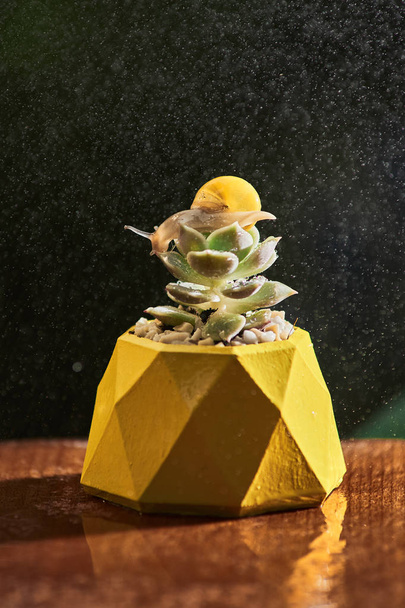 Vetplanten in gele betonnen pot op tafel met kleine slak in de buurt van Apple en notebook. Macro close-up - Foto, afbeelding