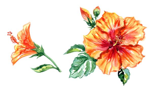 Orange hibiscus flowers, set, watercolor painting on white background, isolated - Foto, immagini