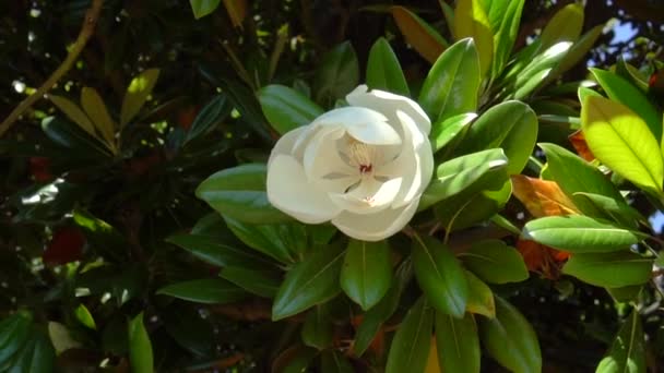 Beautiful white big flower on a magnolia tree branch - Imágenes, Vídeo