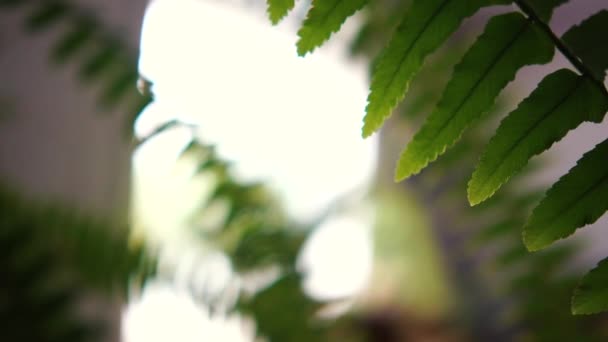 Cheery paproci Houseplant z kolczaste i długie liście rosnące wnętrze - Materiał filmowy, wideo