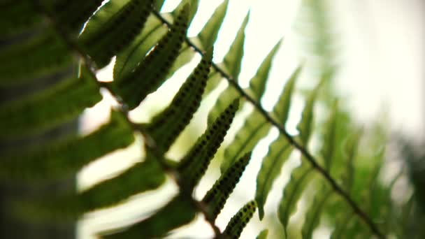 fantastische Farn-Zimmerpflanze mit stacheligen und dünnen Blättern - Filmmaterial, Video