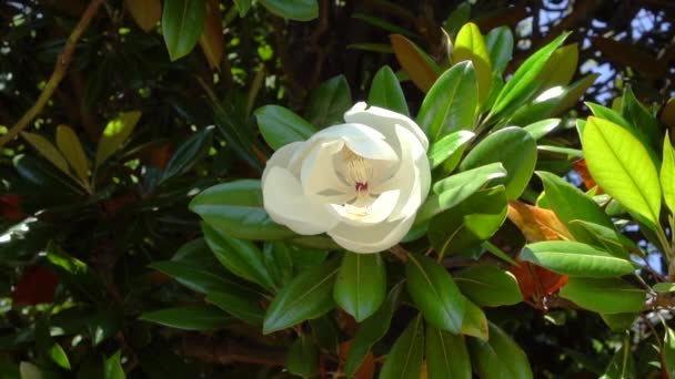 Magnolia branch swinging in the wind with a large flower - Filmati, video