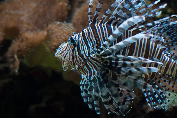 Rares poissons exotiques d'aquarium de grande taille sous l'eau
 - Photo, image