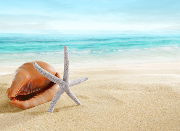Big shell and starfish on beach - Photo, Image