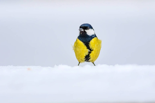 冬とかわいいライトの鳥。白い雪の背景。鳥:グレートティット、パルスメジャー. - 写真・画像