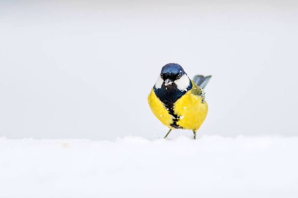 冬とかわいいライトの鳥。白い雪の背景。鳥:グレートティット、パルスメジャー. - 写真・画像