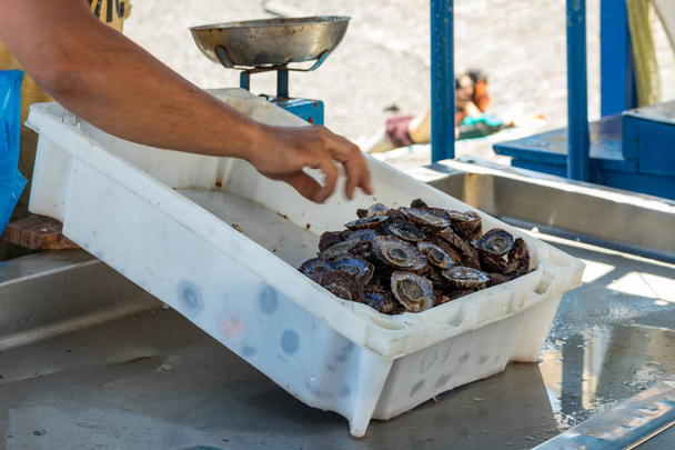 Başarılı bir balıkçılık sonra Balıkçı, tezgahın arkasında balık ve kabuklu deniz ürünleri onun yakalamak satıyor. Yumuşak sıcak güneşli bir gün. Eski liman, Puerto Cruz'un tarihi bir parçası. Tenerife, İspanya - Fotoğraf, Görsel