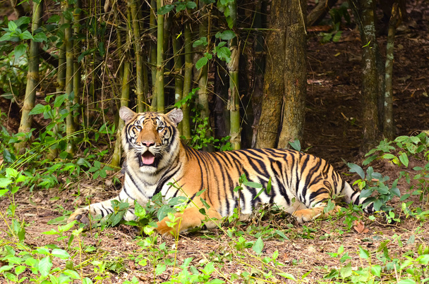 bengal tiger - Foto, Imagen