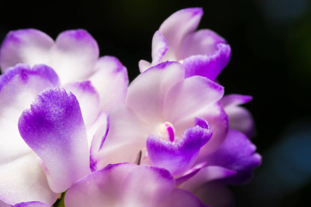 Dettagli di petali di orchidea viola, Aerides rosea Lodd. ex Lindl. &
 - Foto, immagini