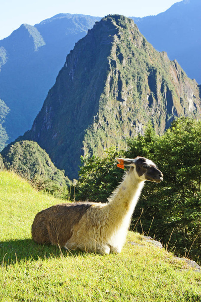 Llama resting at Machu Picchu, site of the famous Incan ruins high in the Andes Mountains in Peru - Photo, Image