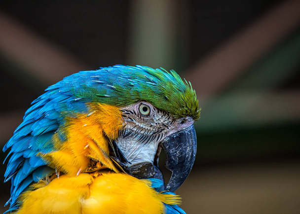 Bird Ara ararauna, blue and yellow macaw aka Arara Canind, exotic brazilian bird - Foto, Imagen