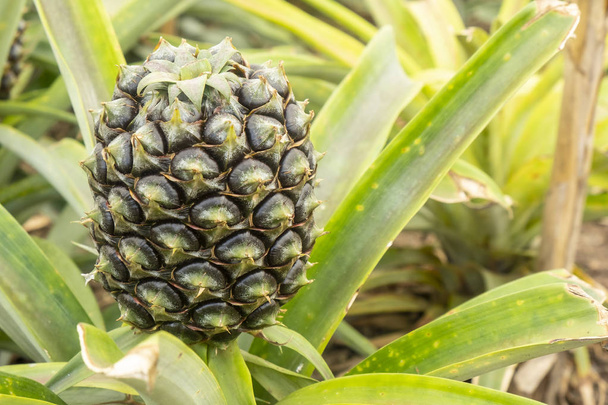 Close-up van een ananas in het groene huis van Sao Miguel, Azoren, Portugal - Foto, afbeelding