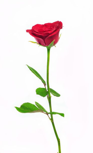 Μονό κόκκινο τριαντάφυλλο λουλούδι απομονωμένο σε λευκό φόντο - Φωτογραφία, εικόνα